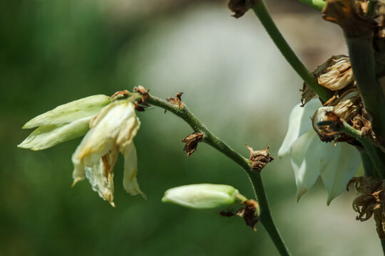 White flowers of the yucca palm in macro