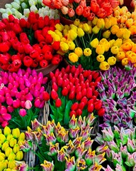 Background of multicolored splendid tulips