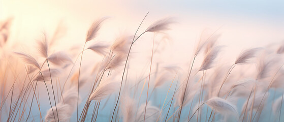 Blossoming grass with a gentle breeze against a misty