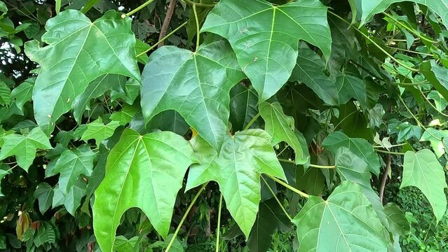 Firmiana simplex (Chinese parasol tree, Chinese parasoltree, wutong). This plant is self-fertile, and its seeds spread readily, especially along watercourses