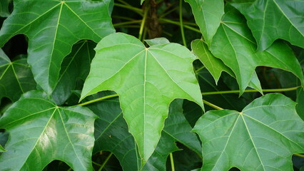 Firmiana simplex (Chinese parasol tree, Chinese parasoltree, wutong). This plant is self-fertile,...
