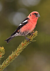 White winged Crossbill male perched on a fir branch in the forest, Canada