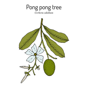 Pong-pong, or suicide tree (Cerbera odollam), poison plant