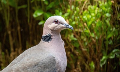 A red-eyed dove isolated in an urban garden in South Africa