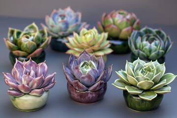 Obraz premium Multiple Miniature Succulent Porcelain Sculptures in Varying Colors