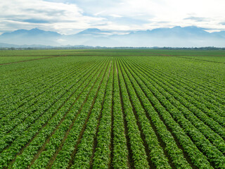 Aerial view of Beautiful agricultural landscape of green soybean and vegetable  rows in open field