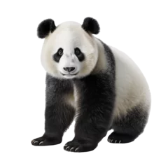 Deurstickers panda © Ifdal