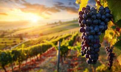 Papier Peint photo Couleur miel Vineyards in a sunny landscape Suitable for growing grapes.