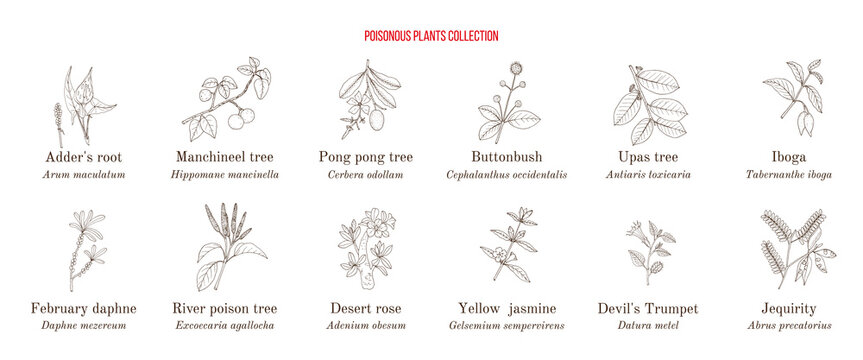 Poisonous plants collection