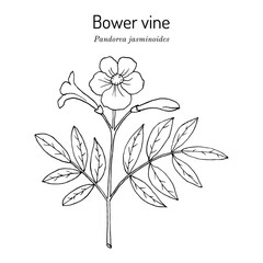 Bower vine (Pandorea jasminoides), ornamental plant