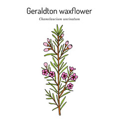 Geraldton waxflower (Chamelaucium uncinatum), ornamental and edible plant. Hand drawn vector illustration