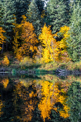 Golden autumn maples surrounded by tall fir trees on the shore of a wild forest pond