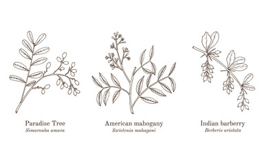 Collection of edible and medicinal plants