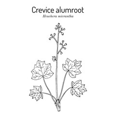 Crevice alumroot, (Heuchera micrantha), ornamental plant. Hand drawn vector illustration