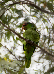 green and macaw