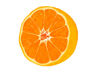 みかん（断面斜め）