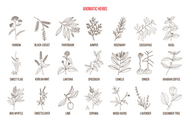 Best natural aromatic herbs