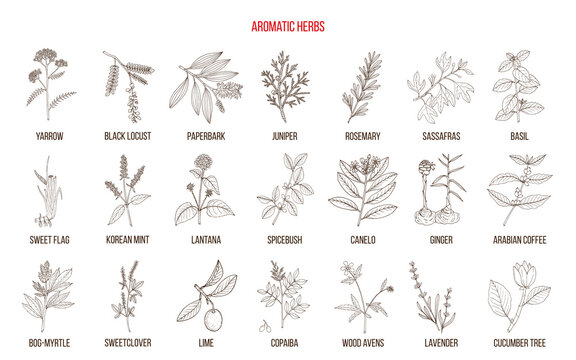 Best natural aromatic herbs