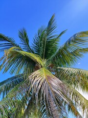 Obraz premium coconut tree in caribbean environment, palm tree