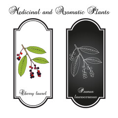 English, or cherry laurel (Prunus laurocerasus), medicinal plant. Hand drawn vector illustration