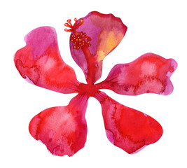 Watercolor hand drawn red hibiscus flower
