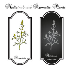 Artemisia palustris medicinal plant. Hand drawn botanical vector illustration