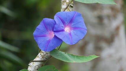 Ipomoea nil (Ipomoea morning glory, picotee morning glory, ivy morning glory, Japanese morning...