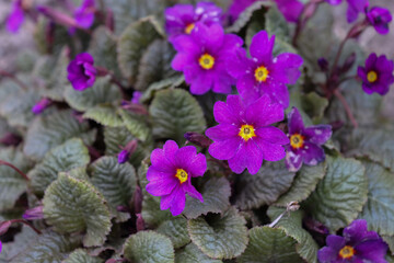 Blooming purple primrose flowers.