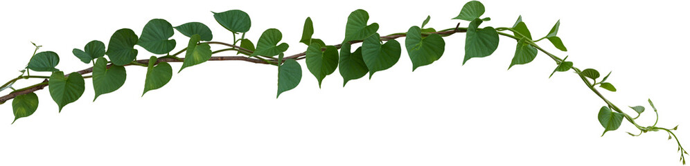 Vine plant, Branch creeper leaf green, Liana tropical nature. - 756955303