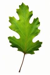 Green oak leaf isolated on white background.
