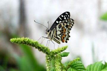 butterfly on leaf