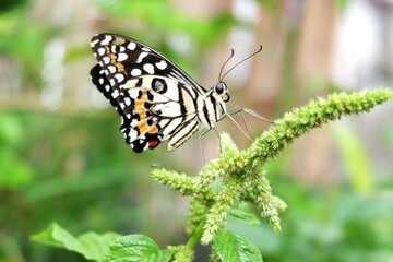butterfly on a leaf