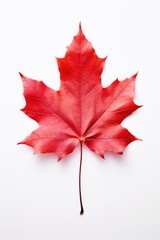 Red maple leaf as an autumn symbol as a seasonal themed concept as an icon of the fall weather on an isolated white background.