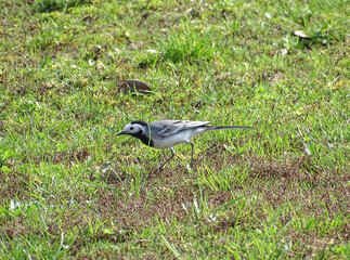 White wagtail through the grass in Romania