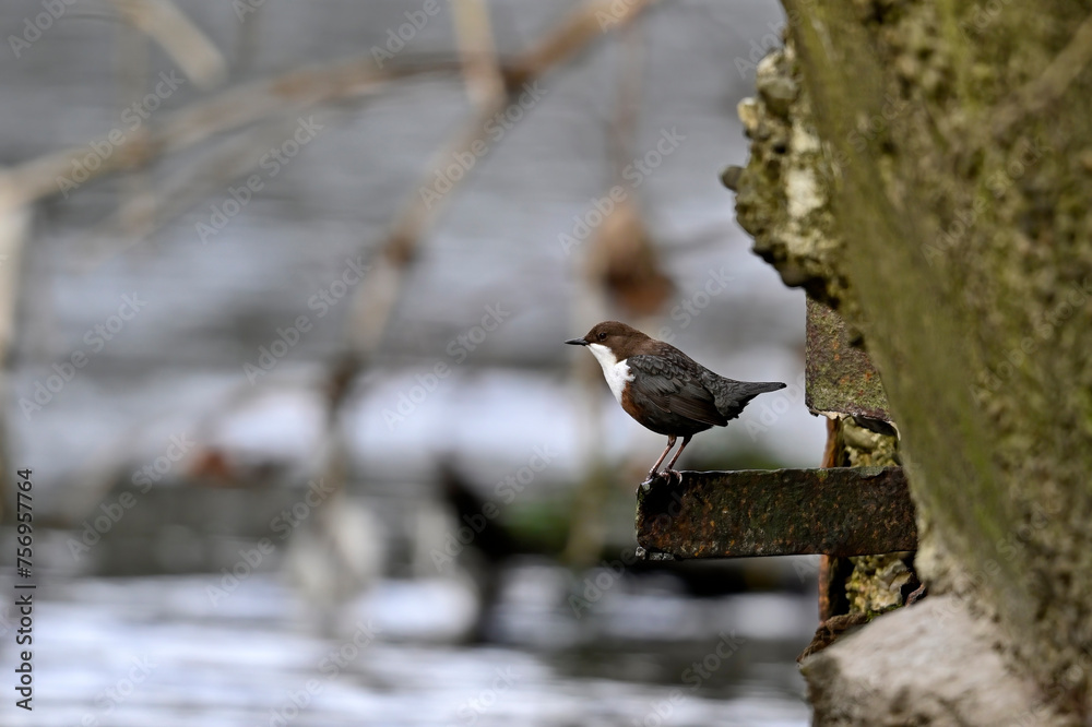 Poster Wasseramsel // White-throated dipper (Cinclus cinclus)