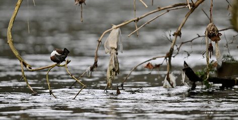 Wasseramsel (Cinclus cinclus) an verschmutztem Gewässer (Wupper) - Wuppertal // Dipper (Cinclus...