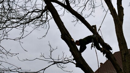 A skilled arborist wearing a safety harness and helmet uses a chainsaw to remove branches from a tall tree in a residential area. 