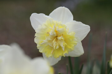 日本の春の庭に咲く白と黄色の八重咲き水仙の花