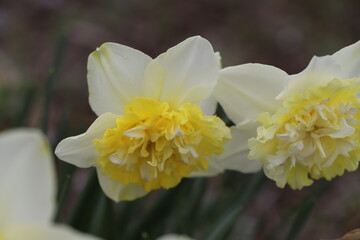 日本の春の庭に咲く白と黄色の八重咲き水仙の花