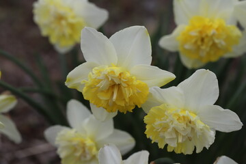 日本の春の庭に咲く白と黄色の八重咲き水仙の花