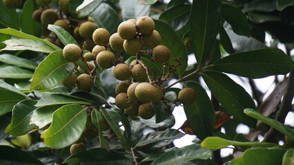Dimocarpus longan fruit (longan, Lengkeng, kelengkeng, mata kucing, longan, Dimocarpus longan) leaves on the nature