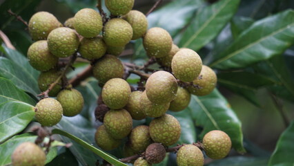 Dimocarpus longan fruit (longan, Lengkeng, kelengkeng, mata kucing, longan, Dimocarpus longan) leaves on the nature