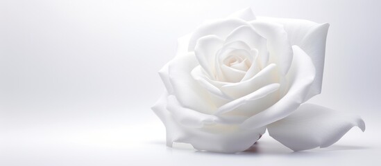 A closeup shot of a Hybrid tea rose, Rosa x centifolia, against a white background. This artificial flower is part of the Rose family and is commonly used in cut flower arrangements