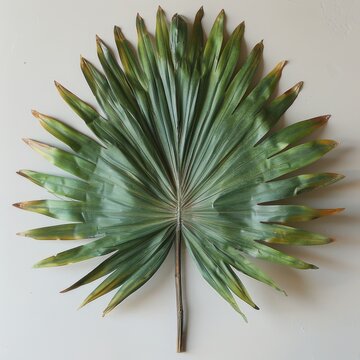 saw palm leaf against a white background