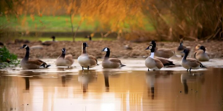 canadensis branta shore the at birds water Luxembourg in Reimech Haff wetland the in goose canadian of Group
