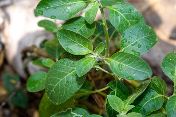 Ashwagandha green plants in the garden. Withania somnifera ( Ashwagandha ) in garden, Medicinal...