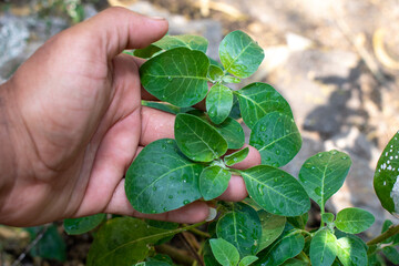 Ashwagandha green plants in the garden. Withania somnifera ( Ashwagandha ) in garden, Medicinal Herbs