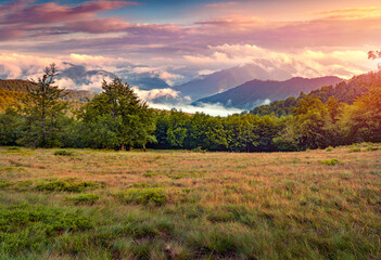 Fantastic summer view of misty mountain valley. Spectacular morninig scene of Carpathian mountains at July, Ukraine, Europe. Beauty of nature concept background.