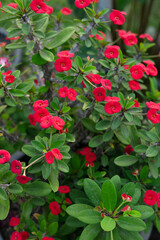 Fototapeta na wymiar Red Crown Of Thorns Or Euphorbia Milli In The Garden