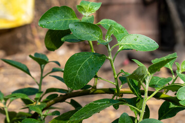 Ashwagandha green plants in the garden. Withania somnifera ( Ashwagandha ) in garden, Medicinal Herbs